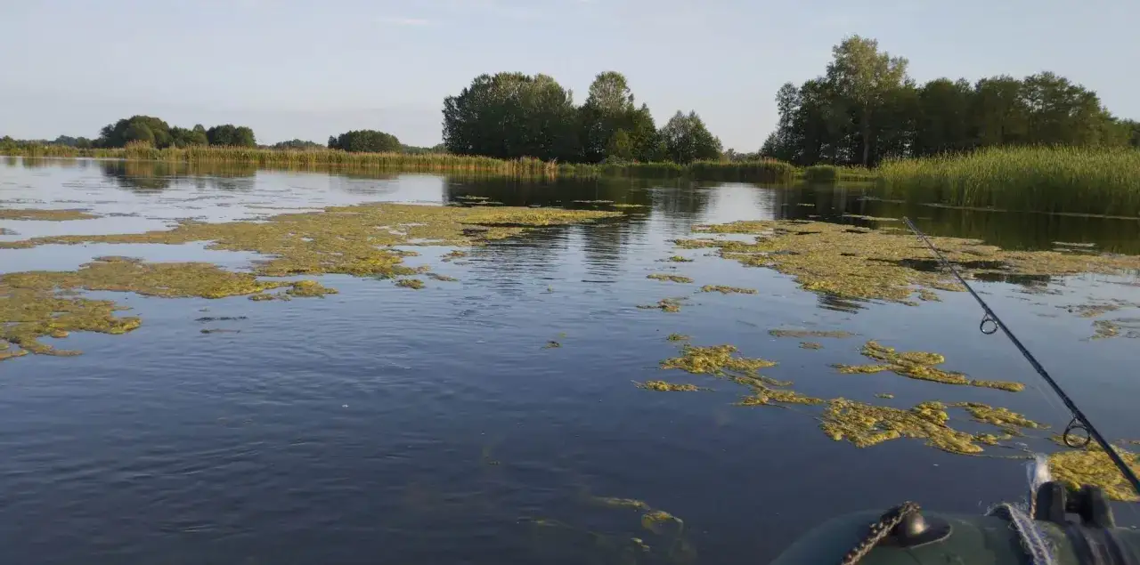 Lin w zarośniętym jeziorze - Skuteczna miejscówka, zestaw i błędy
