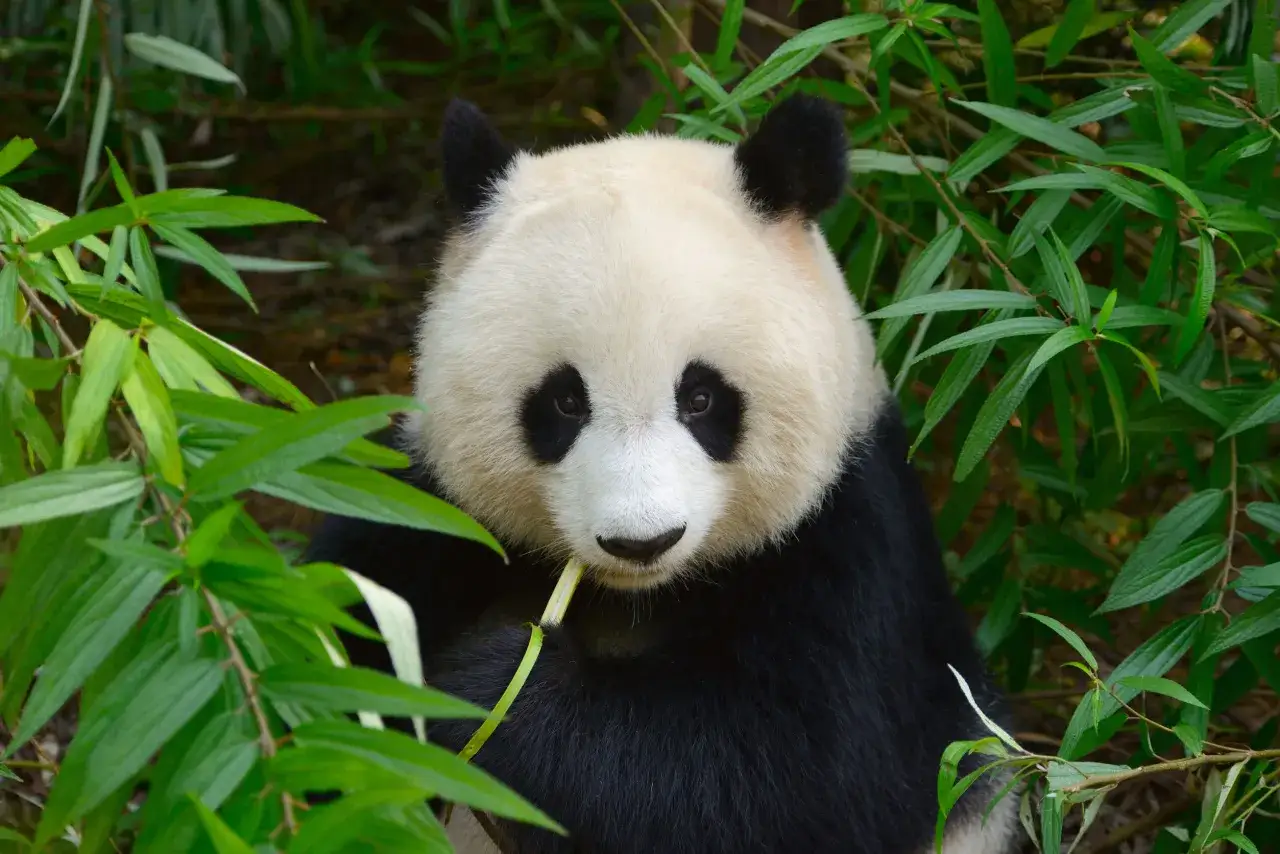 Czy panda jest zagrożona wyginięciem? Oto prawda o jej statusie ochrony