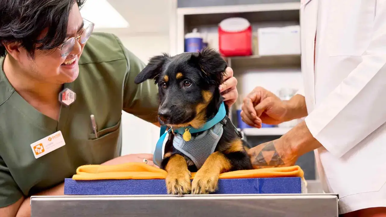 Veterinarios preparan a un cachorro para saber cuándo se puede castrar a un perro. El cachorro luce un arnés azul y un collar dorado.