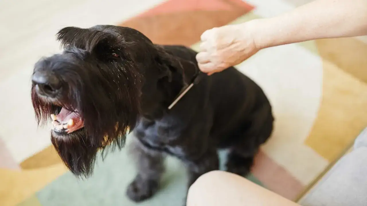 Un perro negro con barba larga y tupida, parece que le están haciendo stripping.