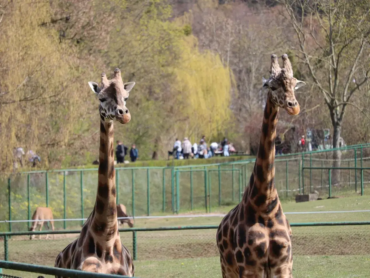 Dwie żyrafy pozują na tle zieleni, jakby zapraszały do odwiedzenia największego zoo w Polsce.