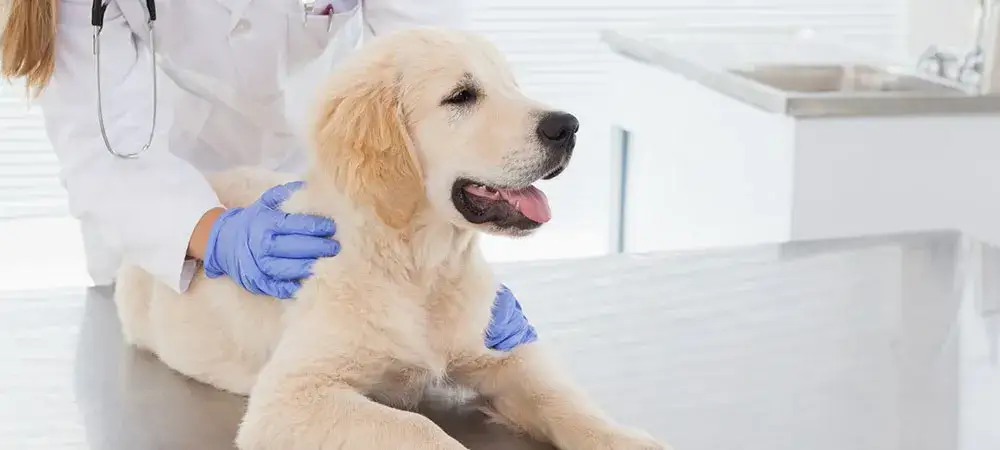 Giardia beim Hund: Symptome erkennen und rechtzeitig handeln