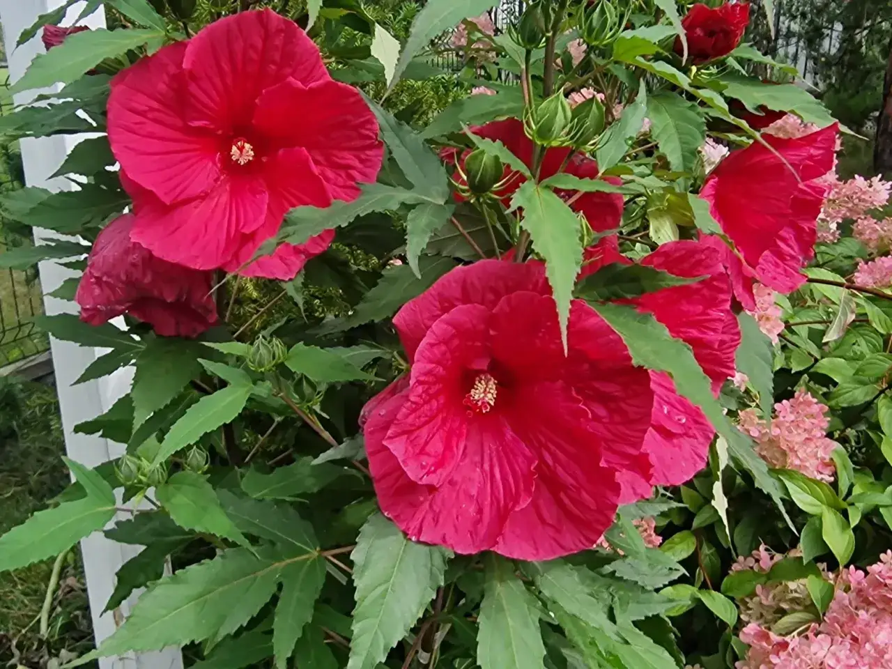 Piękny, rozłożysty hibiskus krzew z wieloma dużymi, karminowymi kwiatami i zielonymi liśćmi.