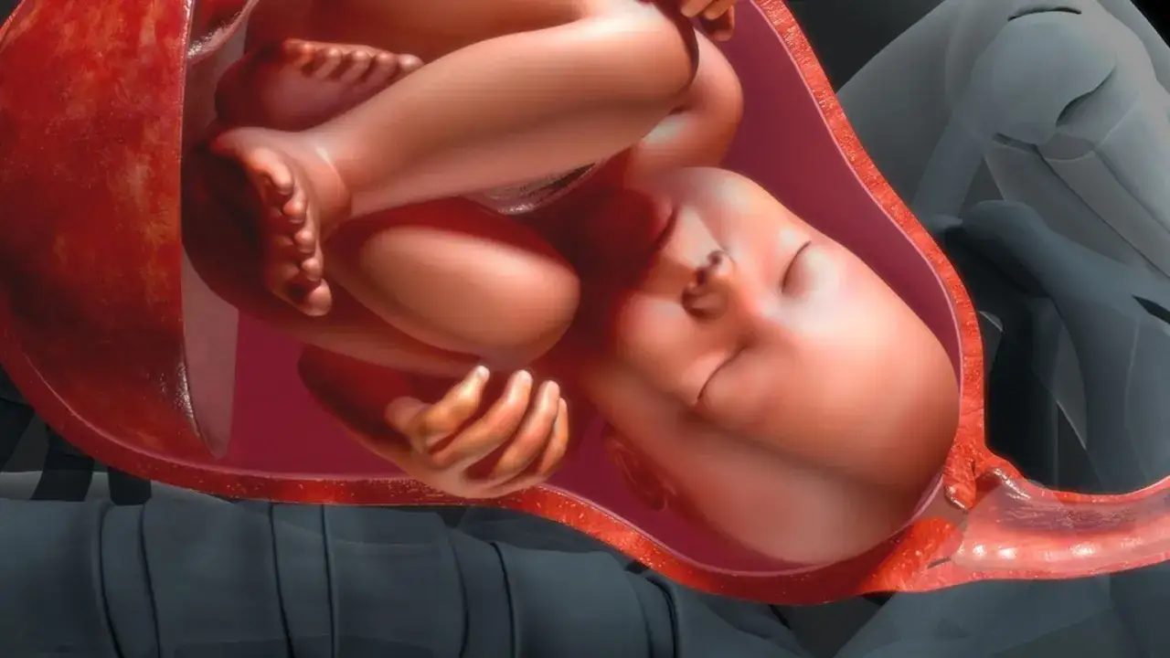 Dziecko w łonie matki, tuż przed narodzinami. Widać pępowinę i fragment łożyska (placenta co to jest?).
