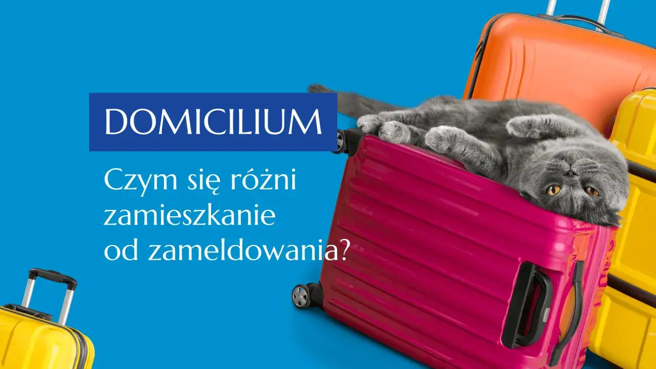 Szary kot leży na różowej walizce, otoczony innymi bagażami. Tekst pyta o różnicę między zamieszkaniem a zameldowaniem, czyli o adres zamieszkania.