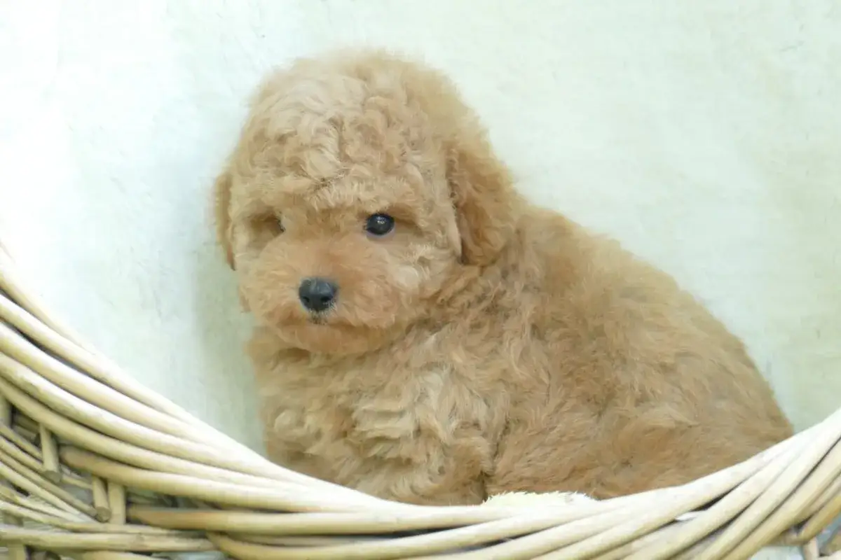 Adorable caniche toy pelado, color caramelo, acurrucado en una cesta de mimbre.
