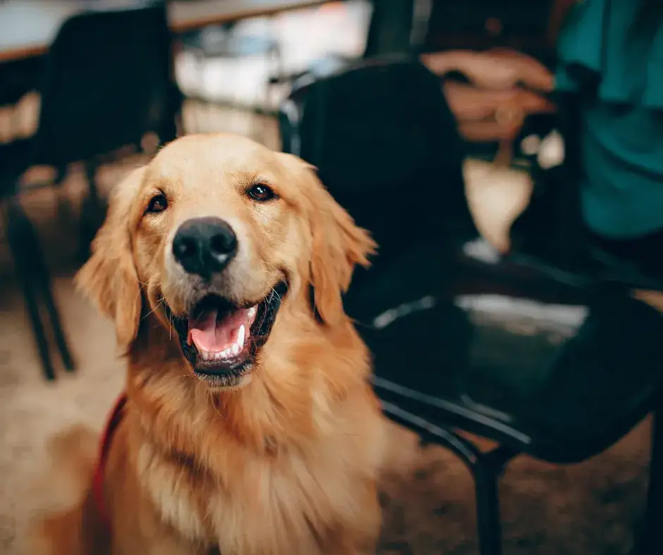 Czy golden retriever uczula? Odkryj prawdę o alergiach na psy