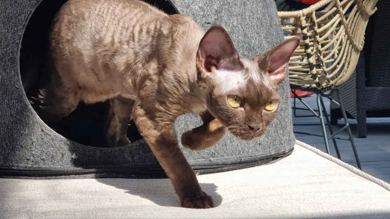 Brązowy kot rasy Devon Rex wychodzi z szarego legowiska na tarasie.