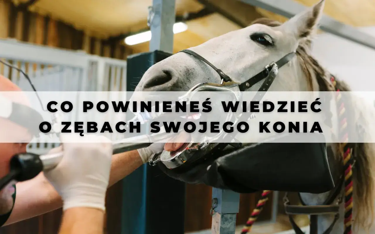 Co koń ma w pysku? Zęby, anatomia, problemy Kompletny przewodnik.