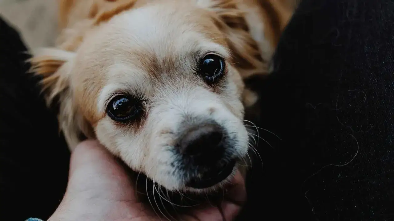 Un perro hiperactivo, con ojos grandes y brillantes, mira con ternura mientras una mano acaricia su cabeza.