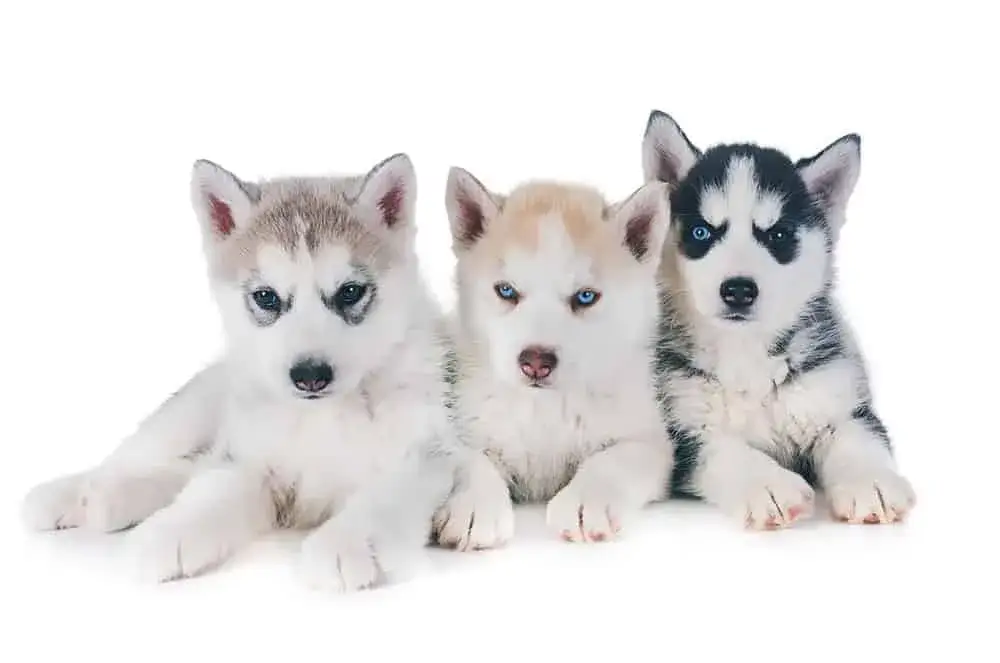 Ile kosztuje szczeniak husky? Ceny, które mogą cię zaskoczyć