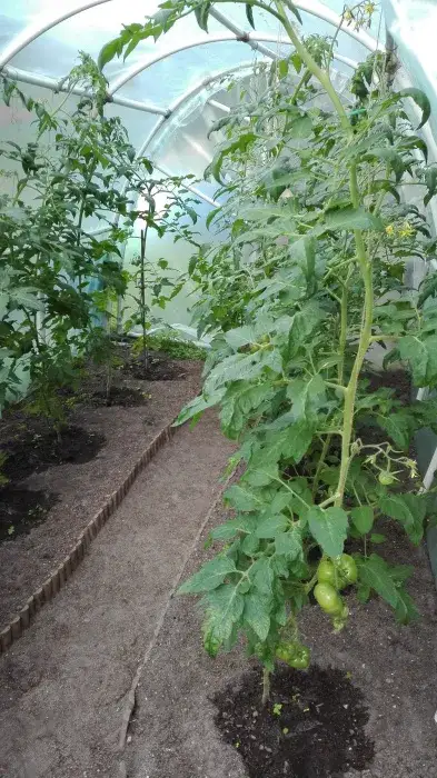 Jak uprawiać pomidory pod folią, aby uniknąć najczęstszych błędów