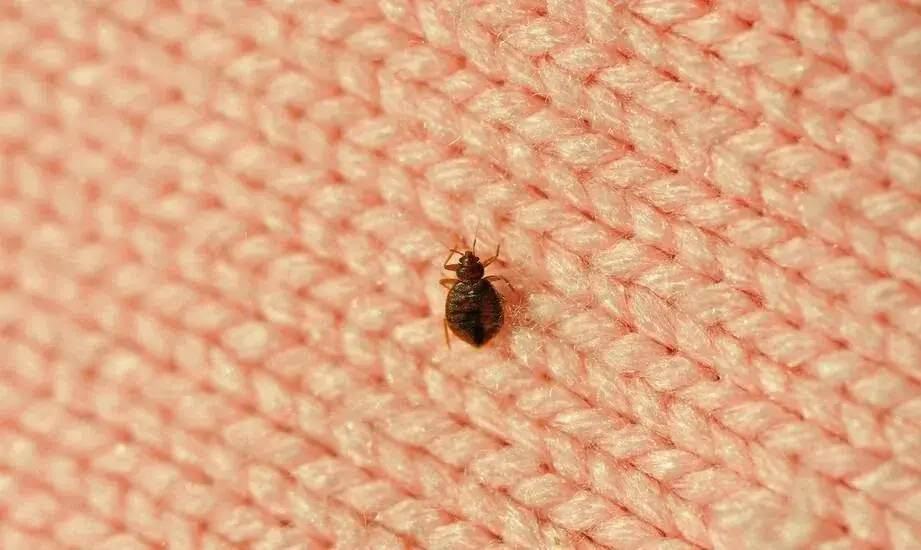 Jak szybko zatamować zacięcie przy goleniu: 6 skutecznych sposobów w domu