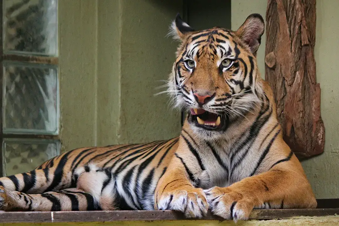 Które zoo w Polsce zapewni Ci największe emocje? Top 5 rankingu!