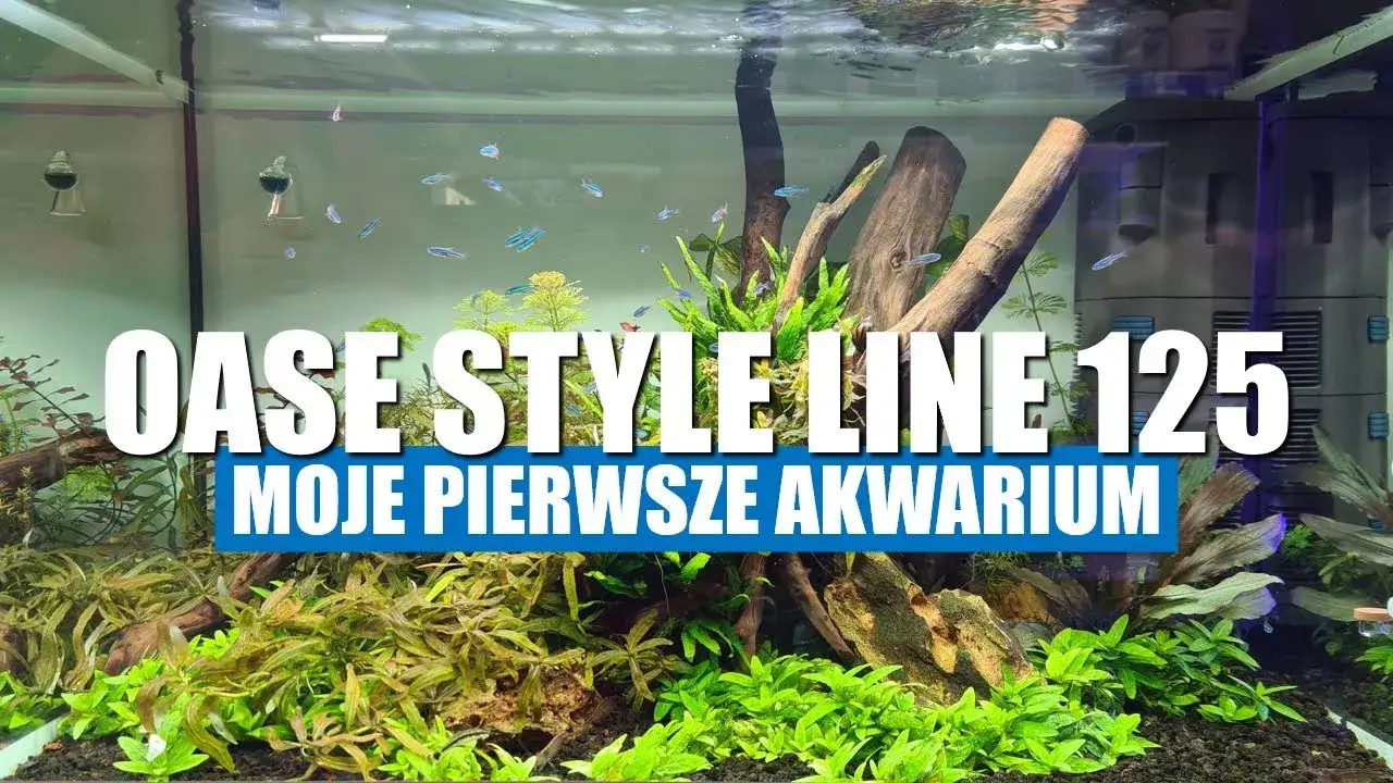 Jak założyć akwarium krok po kroku - uniknij najczęstszych błędów