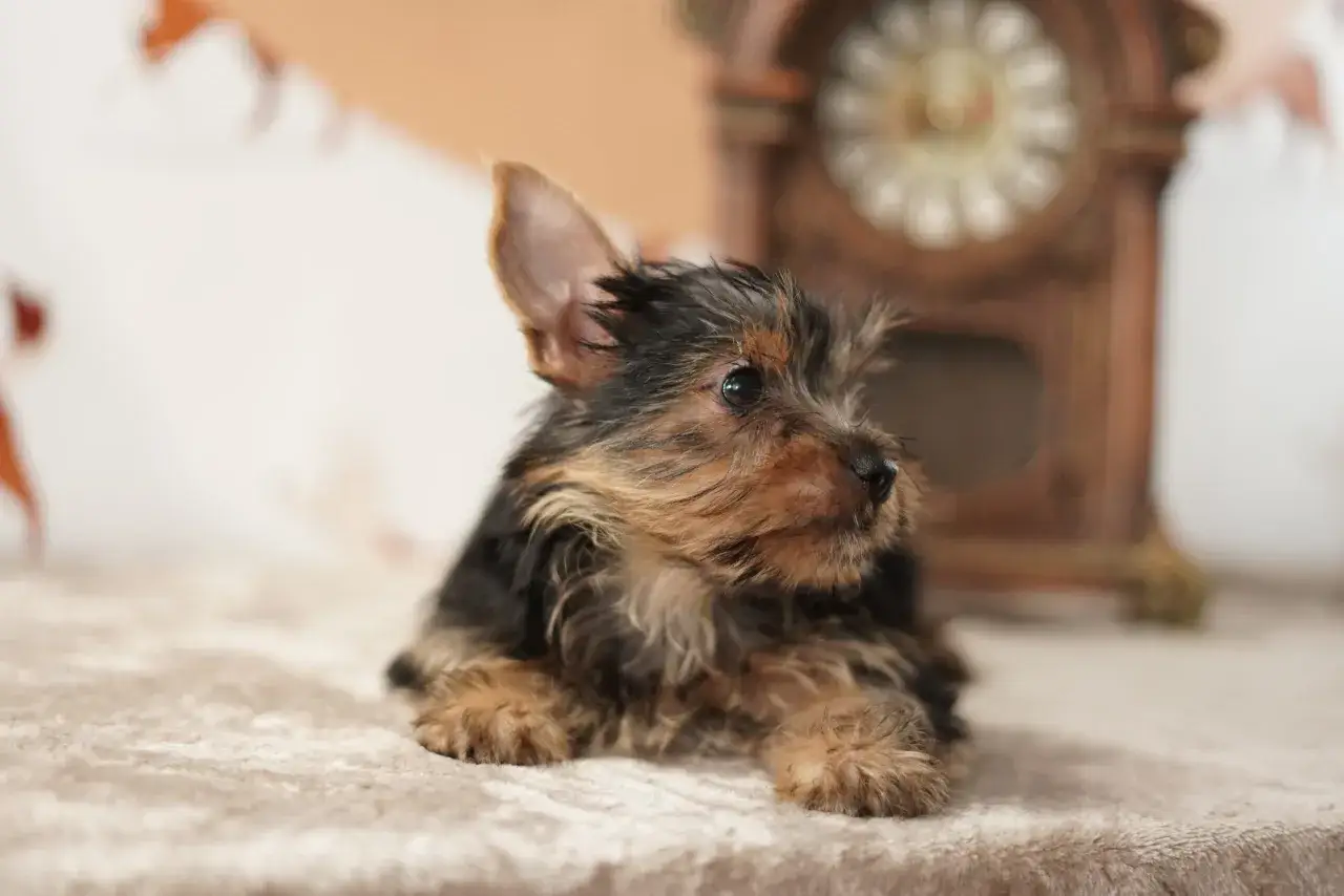 Un tierno cachorro de perros yorkshire, con su pelaje oscuro y dorado, descansa sobre una manta suave, con un reloj antiguo desenfocado al fondo.