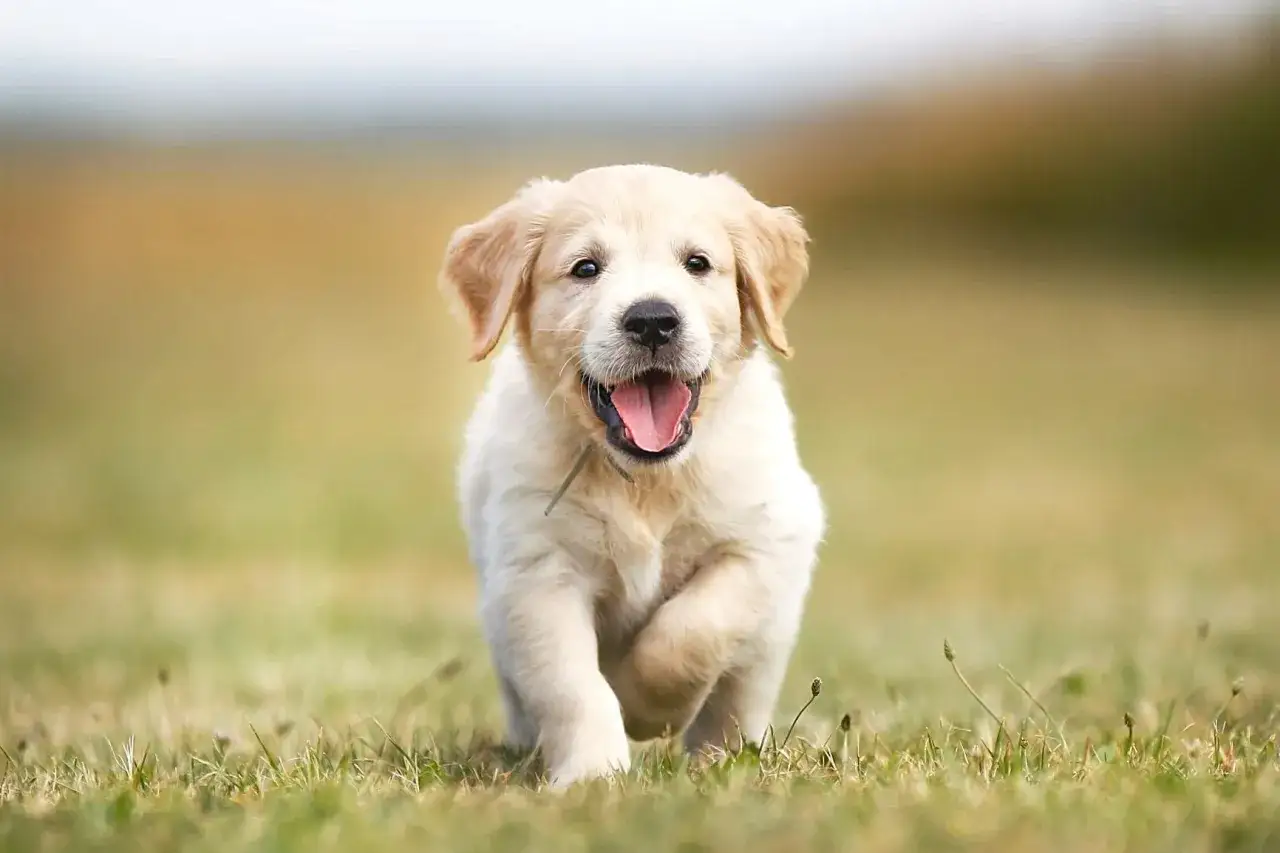 Szczeniak golden retriever biegnie przez trawę, radośnie merdając ogonem. Idealny kandydat do rozważań, jak nazwać psa.