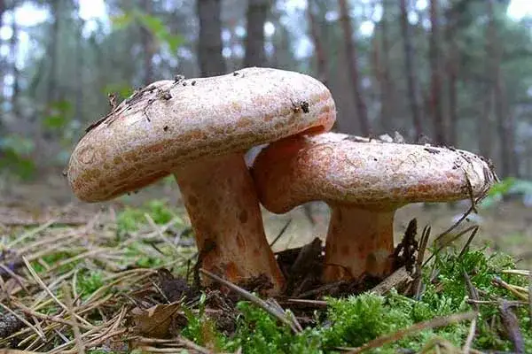 Jak wygląda rydz? Charakterystyczne cechy tego grzyba