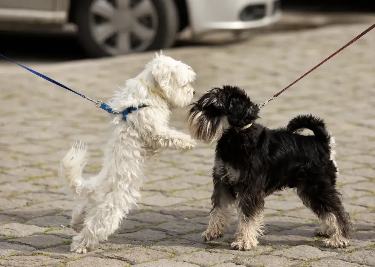 Dos perros, uno blanco y otro negro, se saludan con entusiasmo. El blanco salta, el negro espera. ¡Parece que hay celo perros en el aire!