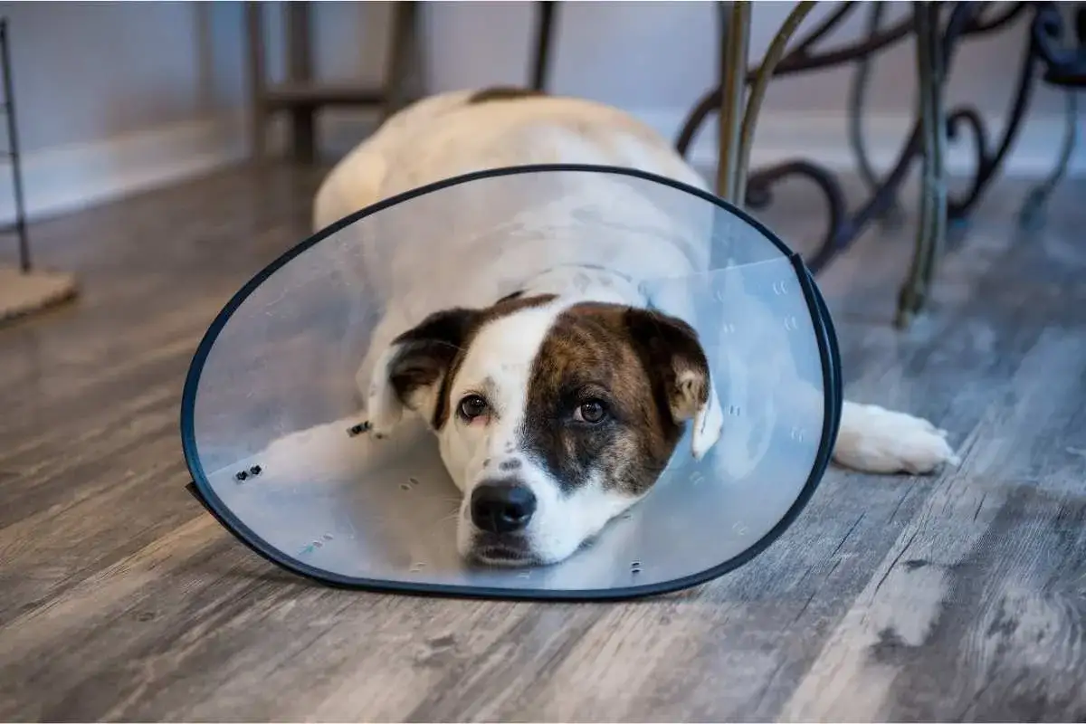 Perro con collar isabelino recuperándose. Averigua cuanto vale castrar un perro para su bienestar.