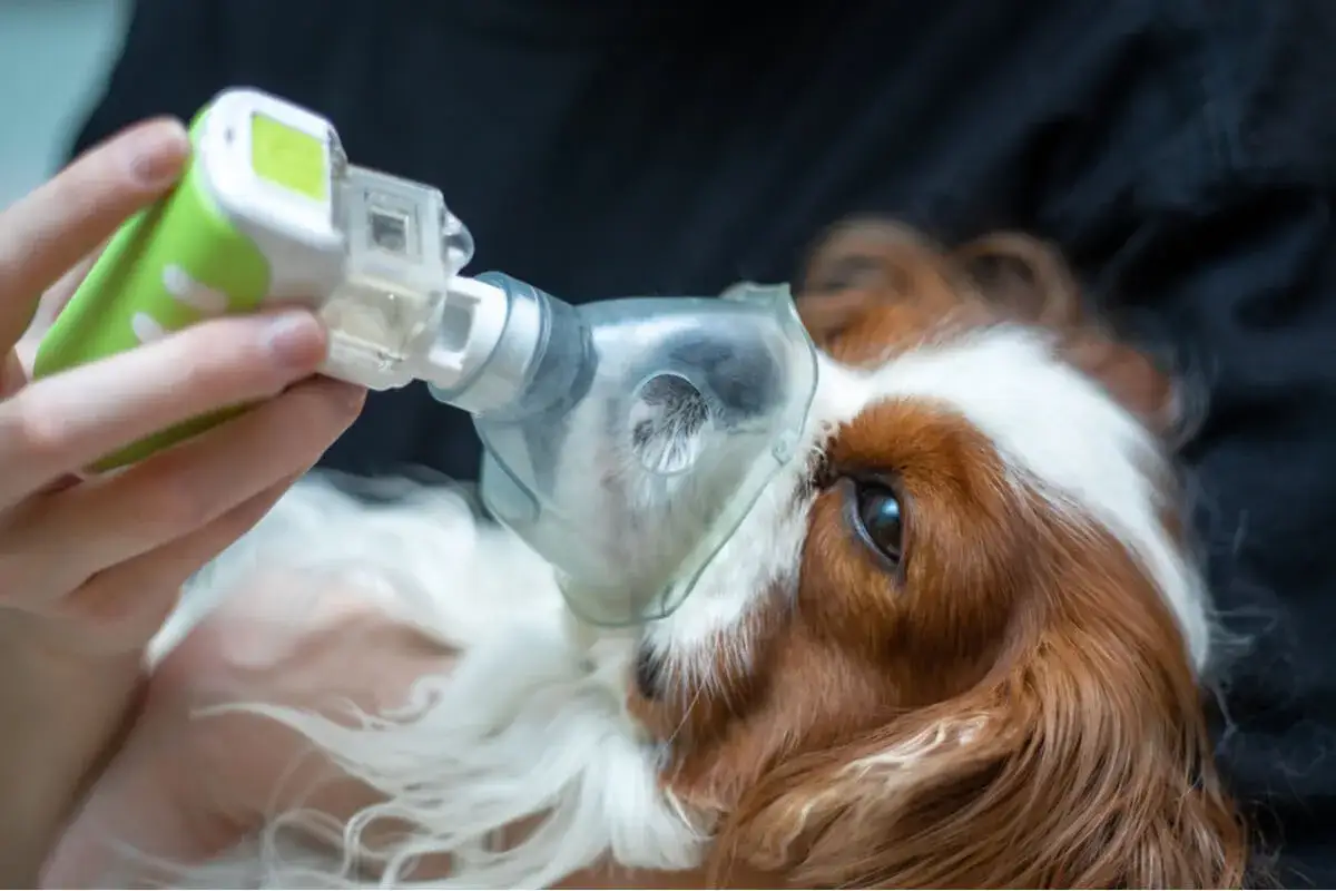 Un perro recibe tratamiento con nebulizador para edema pulmonar. La esperanza de vida de perro con edema pulmonar mejora con cuidados.