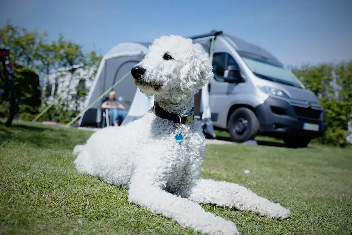 Un caniche gigante sin pelar descansa en el césped, con una tienda de campaña y una furgoneta camper al fondo.