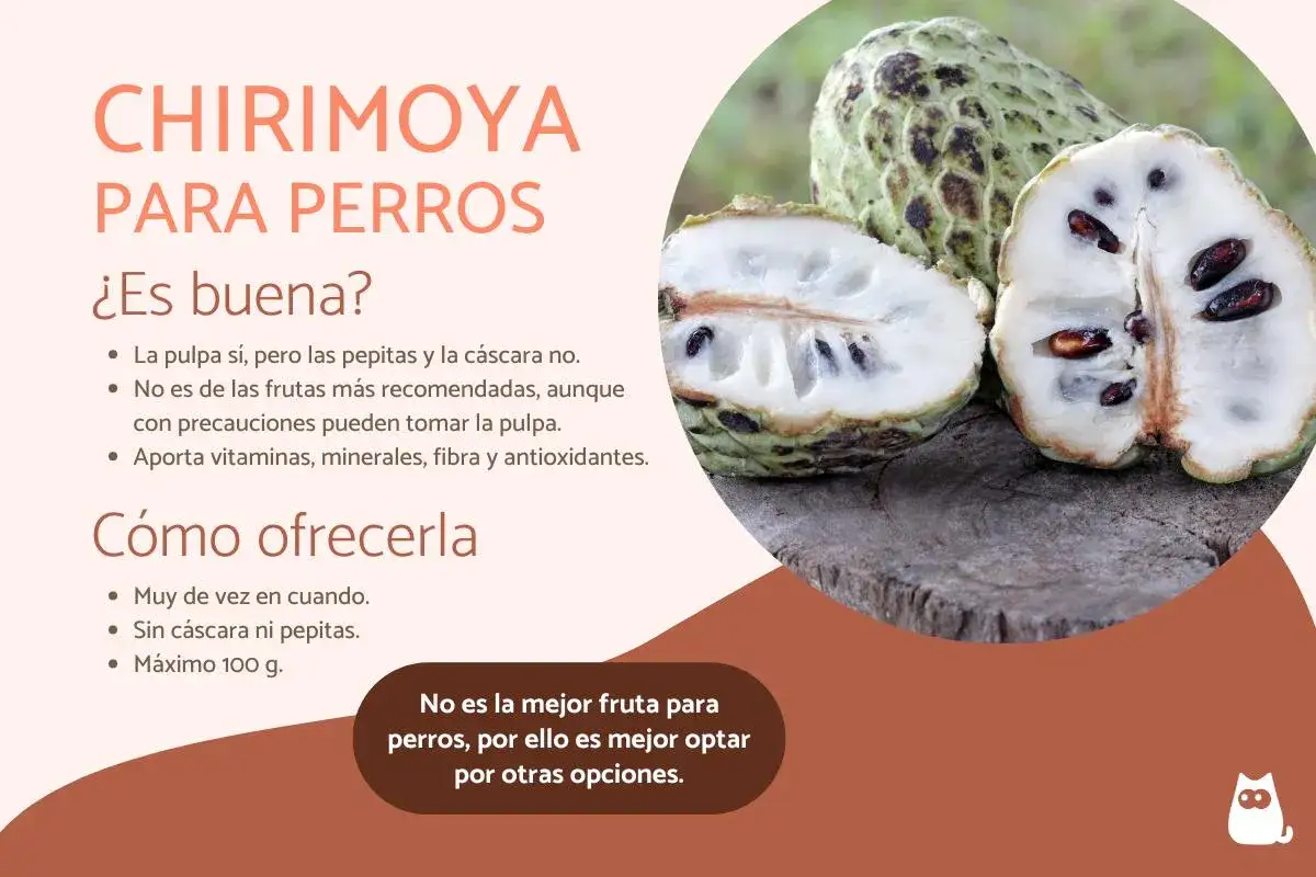 Chirimoya para perros: la pulpa es comestible, pero sin pepitas ni cáscara. No es la fruta más recomendada, aunque aporta nutrientes.