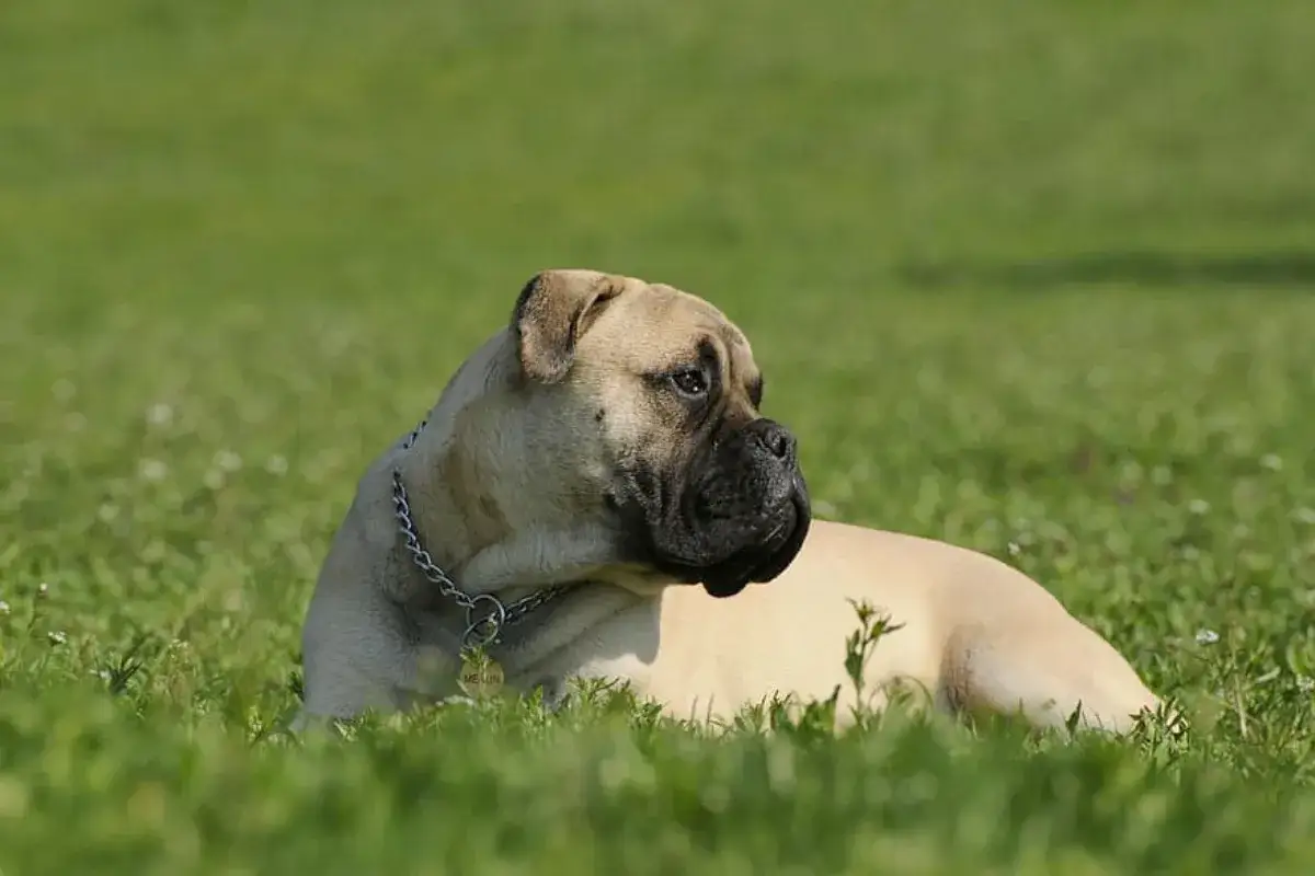 Un majestuoso bullmastiff descansa en la hierba verde, con su collar plateado brillando bajo el sol.