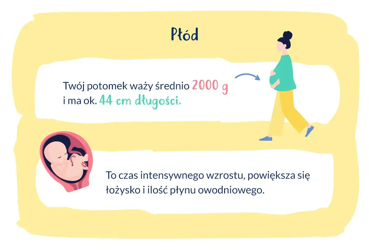 W 33 tygodniu ciąży płód waży ok. 2000 g i ma 44 cm. To czas intensywnego wzrostu.