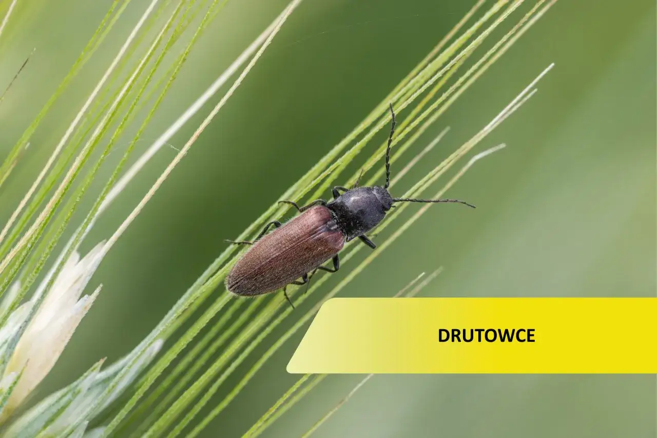 Brązowy owad, jeden z drutowców, wspina się po zielonych źdźbłach trawy.