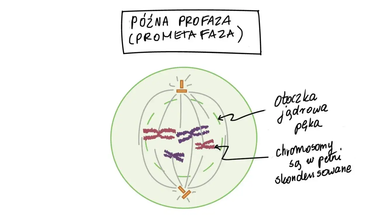 Późna profaza (prometafaza) cyklu komórkowego: otoczka jądrowa pęka, chromosomy są skondensowane i gotowe do podziału.