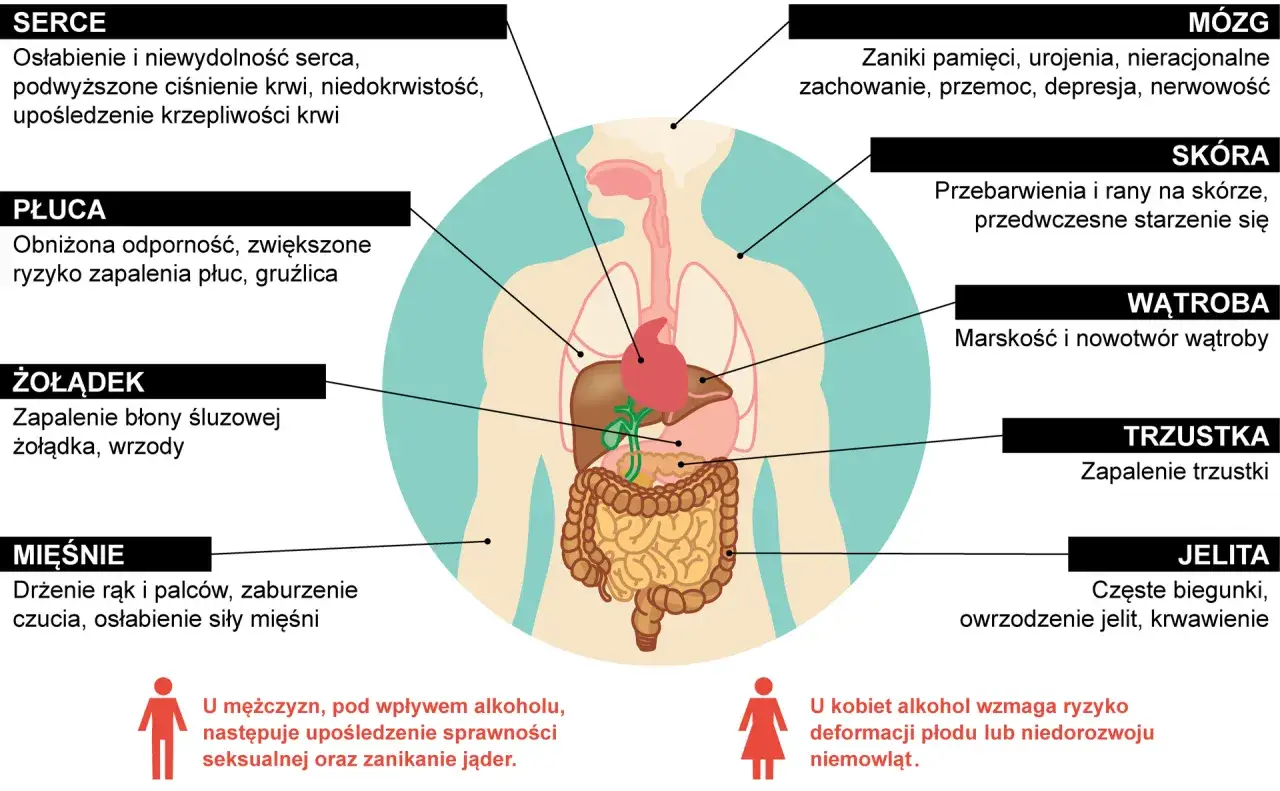 Ilustracja pokazuje wpływ alkoholu na organizm: serce, płuca, żołądek, mięśnie, mózg, skórę, wątrobę, trzustkę i jelita.