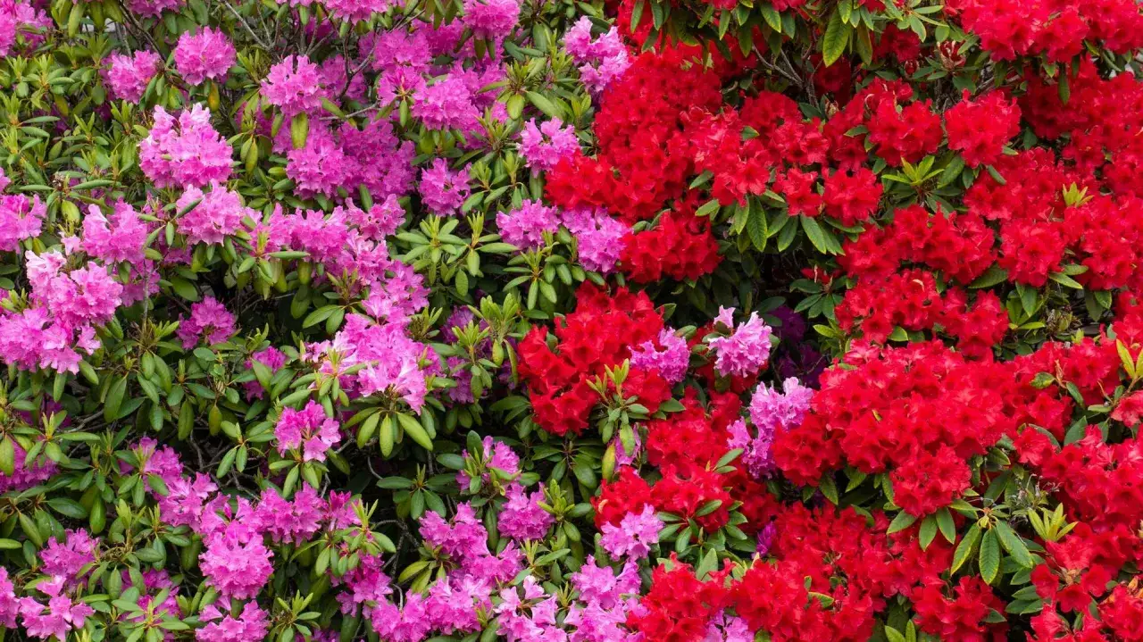 Rododendrony duże sadzonki - Największe i najpiękniej kwitnące