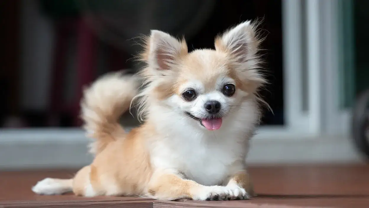 Chihuahua ma włosy czy sierść? Odkryj prawdę o ich futrze