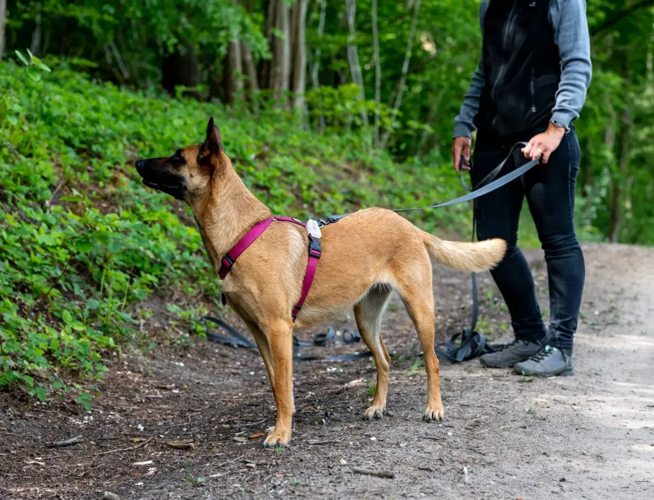 Perro de **mantrailing perros** con arnés rosa, atento en un sendero boscoso, guiado por su dueño.
