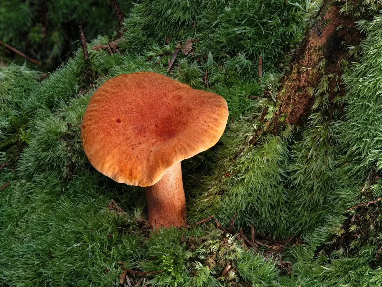 Pomarańczowy rydz wyrasta z gęstego mchu. To znak, że rosną rydze, idealne na jesienny obiad.