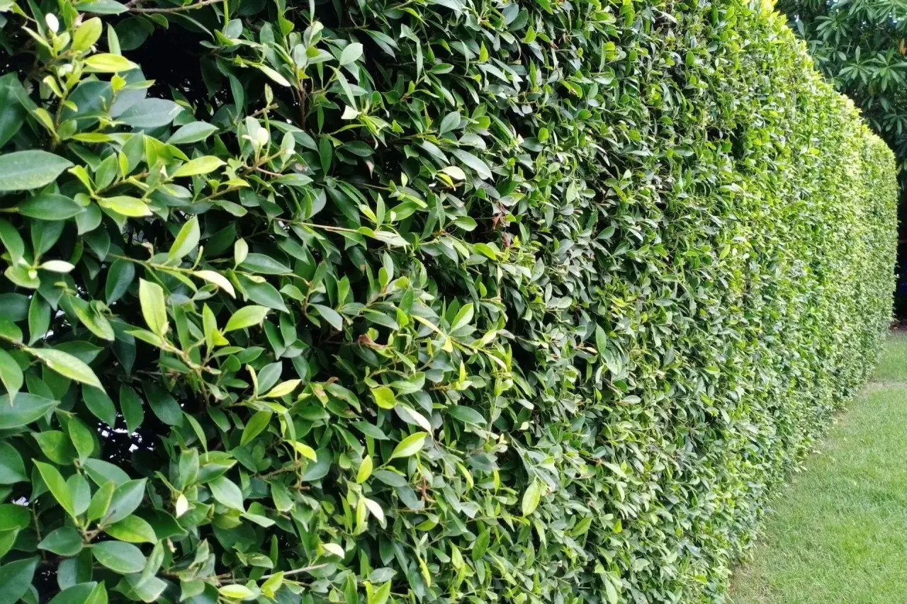 Gęsty, zielony żywopłot z bujnych roślin, tworzący naturalną barierę.