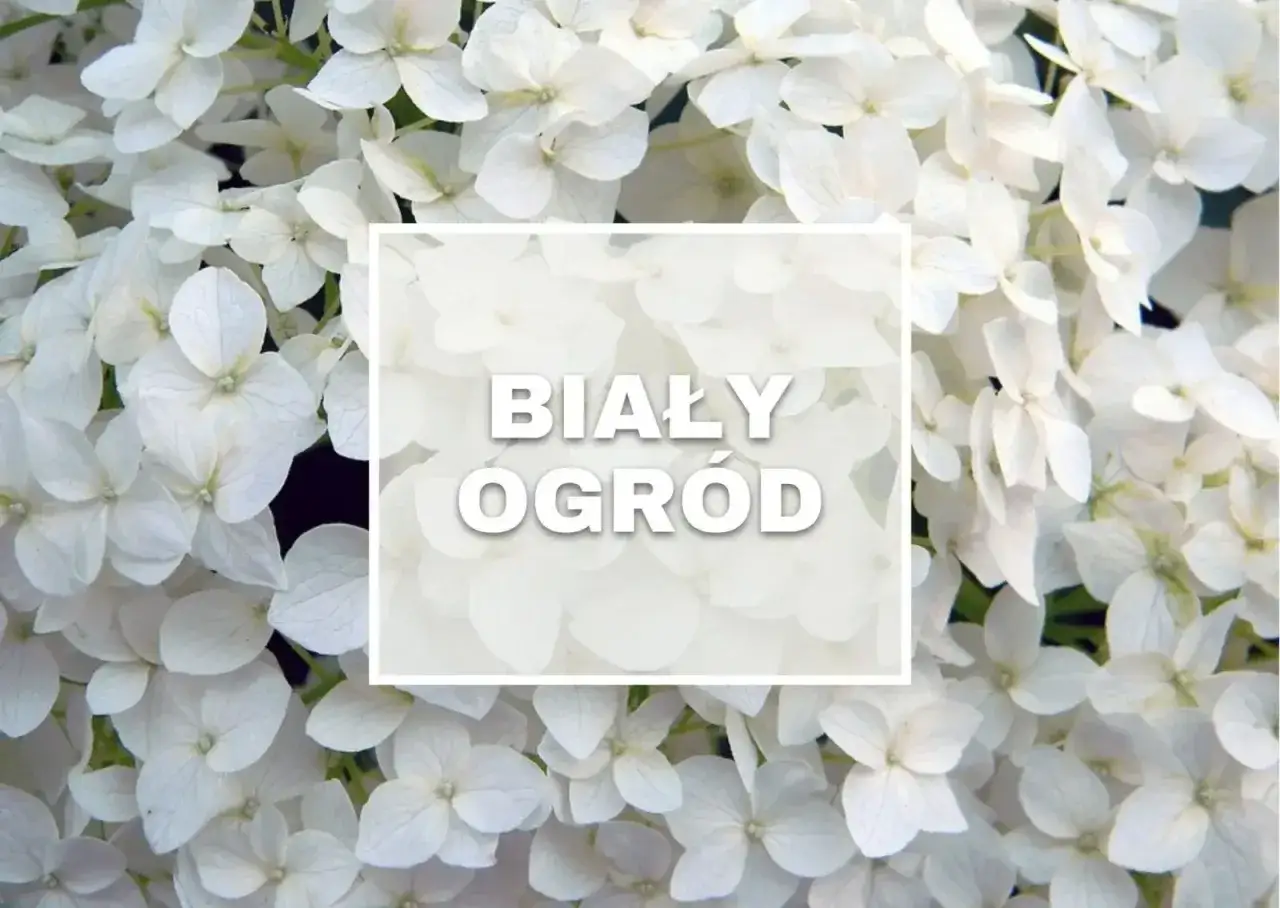 Białe kwiaty ogrodowe wieloletnie tworzą magiczny, śnieżnobiały ogród.