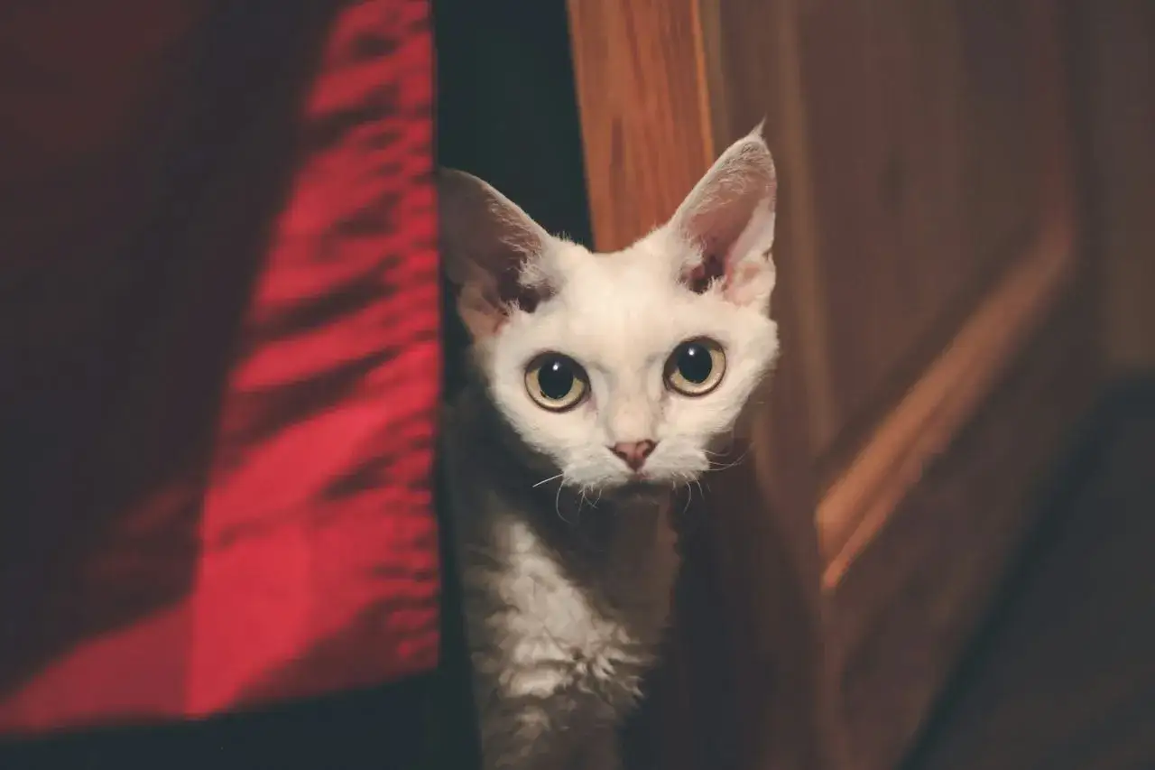 Biały kot rasy Devon Rex z dużymi oczami wychyla się zza czerwonej zasłony.