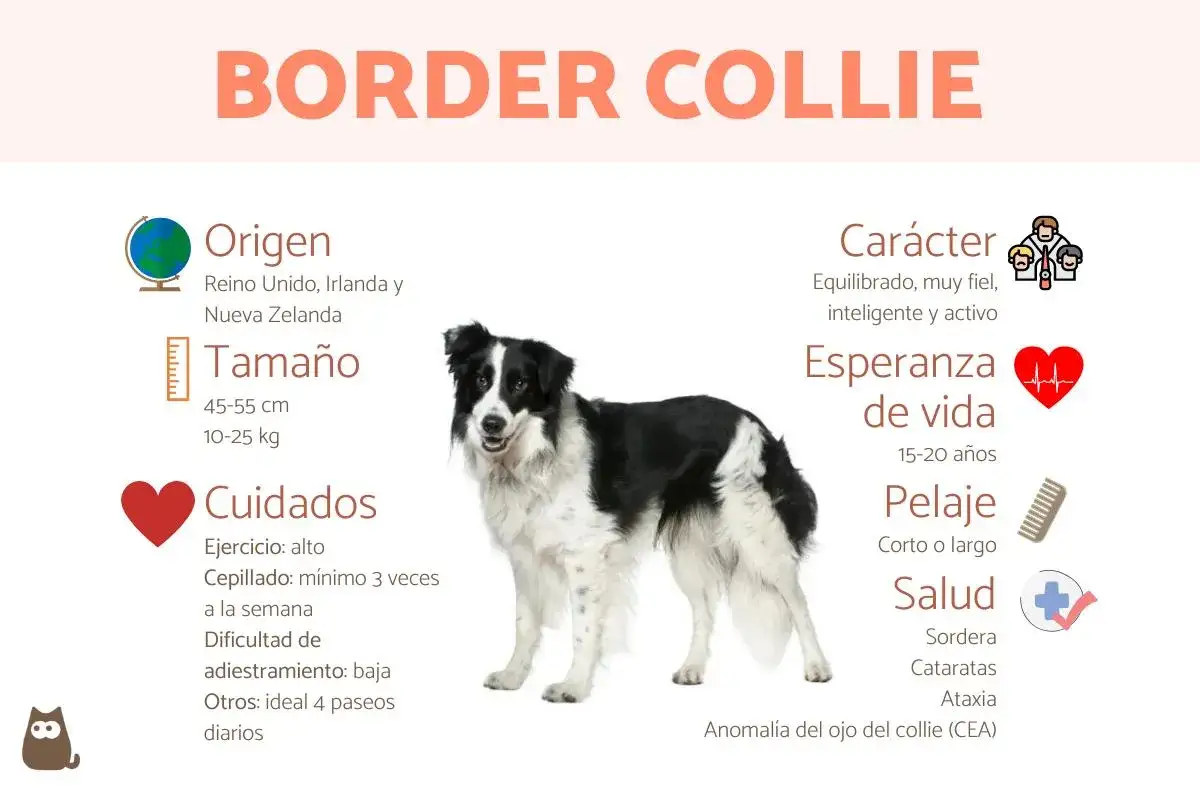 Un Border Collie, uno de los tipos de collie, con información sobre su origen, tamaño, cuidados, carácter y salud.