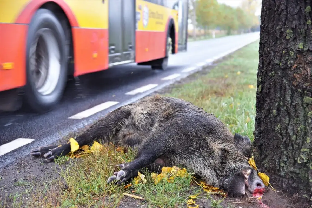 Padły dzik leży przy drodze, obok drzewa. Czy myśliwy może sprzątać z drogi padłą zwierzynę? Autobus przejeżdża obok.