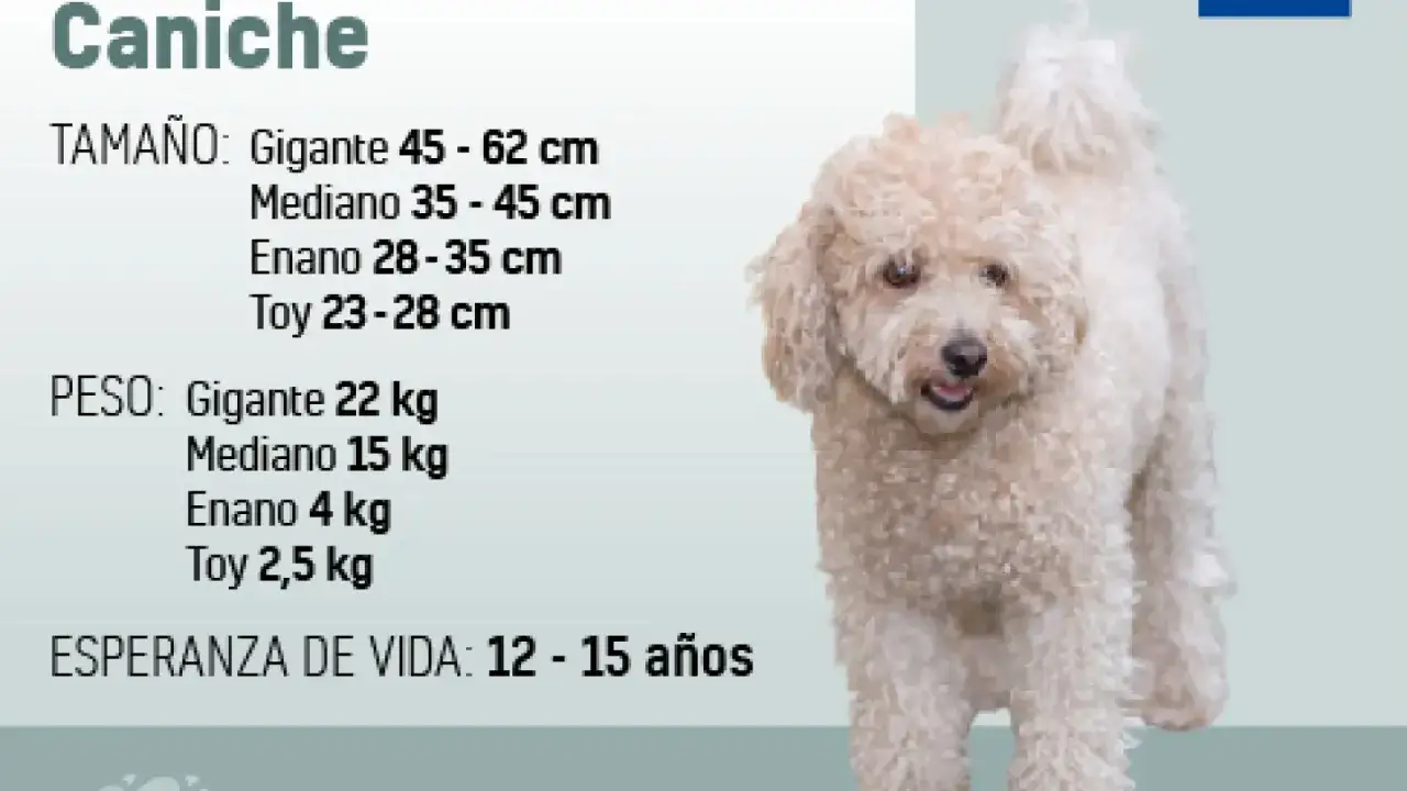 Un caniche de pelaje rizado y color crema, con información sobre su tamaño, peso y esperanza de vida.