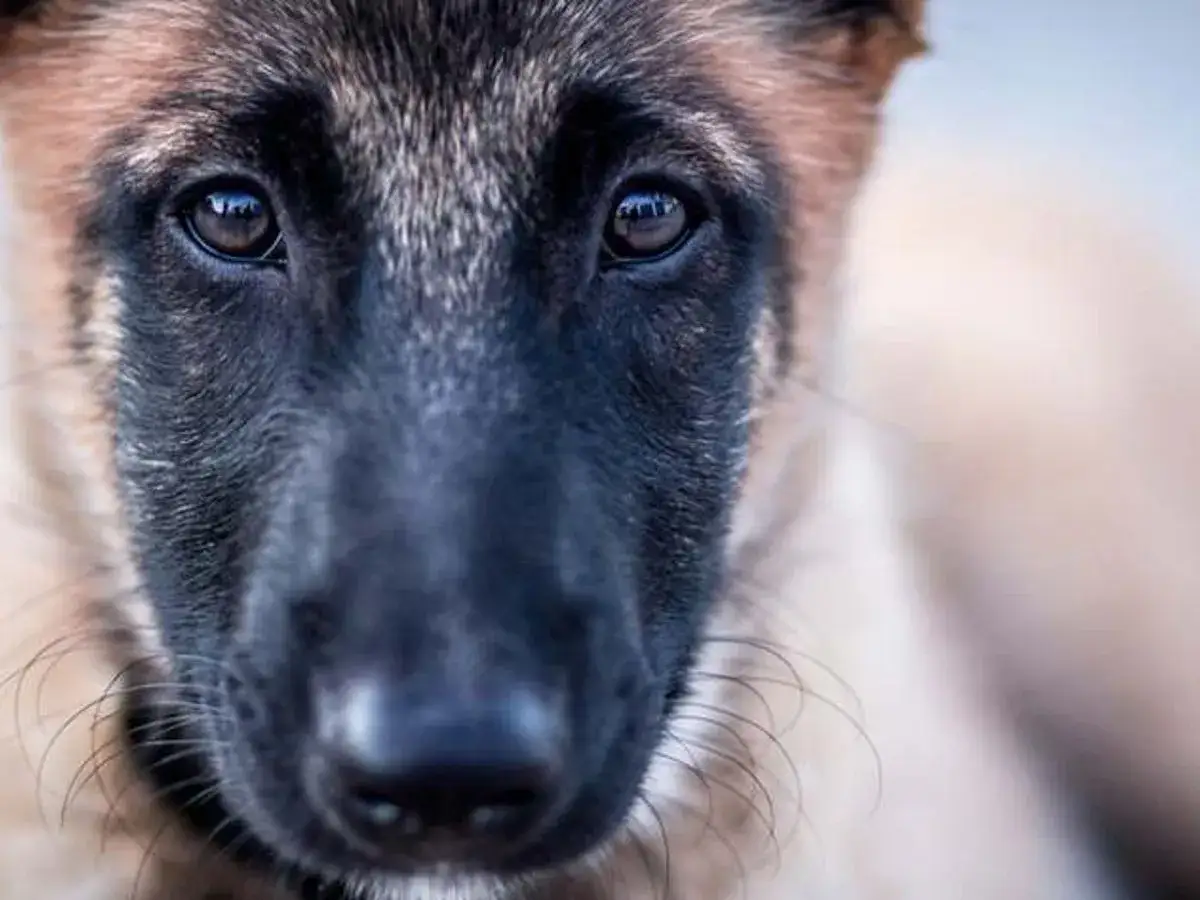Ojos tristes de un perro maltratado, reflejando la esperanza de cómo quitar el miedo a un perro maltratado con paciencia y amor.