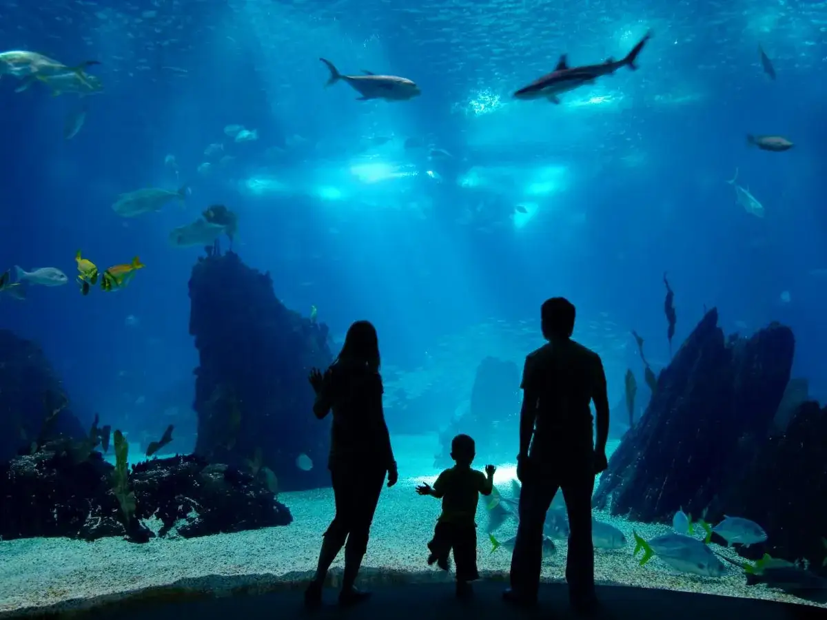 Które oceanarium nad Bałtykiem wybrać? Największe i najlepsze