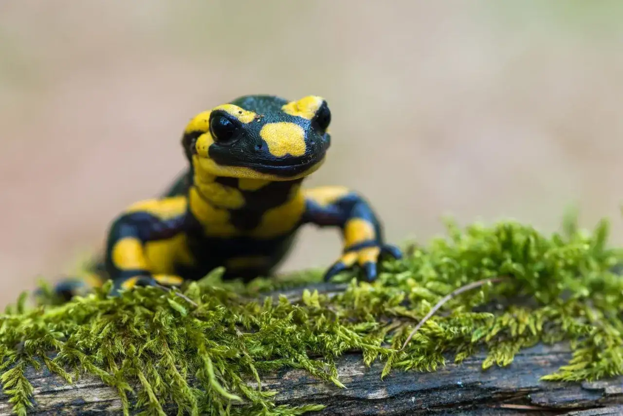 Czarno-żółta salamandra plamista na mchu. Poluje na owady, ślimaki i inne drobne bezkręgowce, które stanowią jej pożywienie.