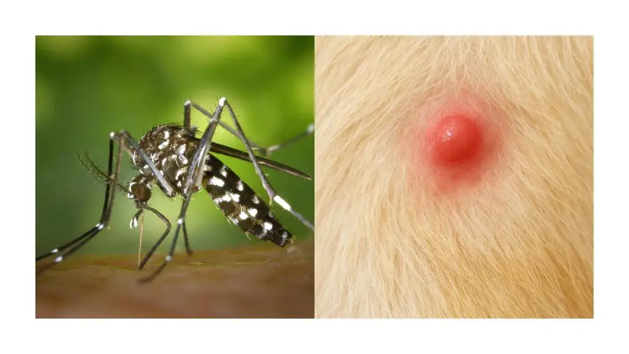 Mosquito listo para picar a un perro. La imagen muestra un mosquito y una picadura roja e inflamada en la piel de un perro.