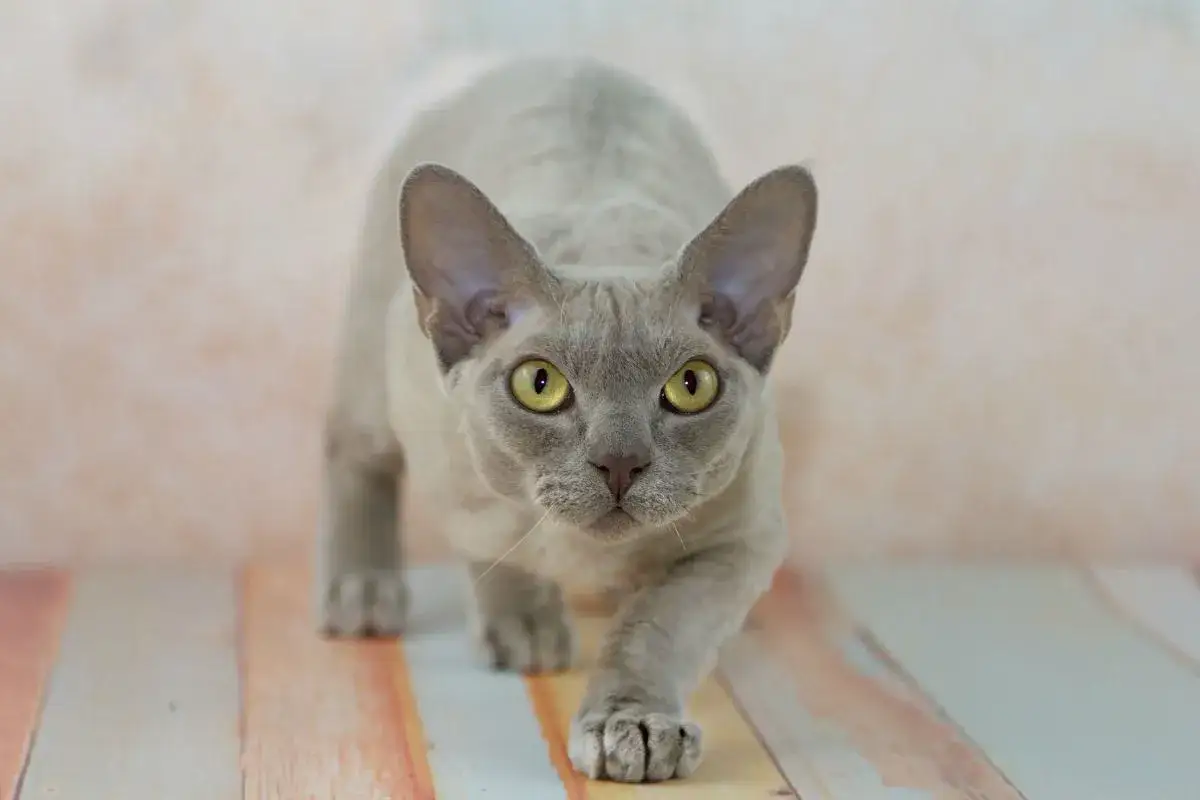 Szary kot rasy devon rex z dużymi uszami i żółtymi oczami. Zastanawiasz się, ile kosztuje devon rex?