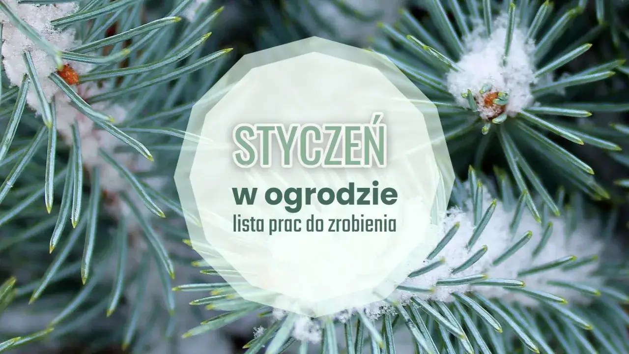 Gałązki świerku pokryte śniegiem z napisem "Styczeń w ogrodzie".