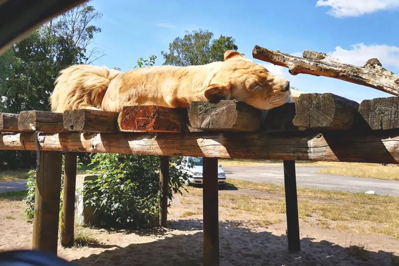 Safaripark Stukenbrock: Alle Attraktionen & Shows für Ihren Ausflug