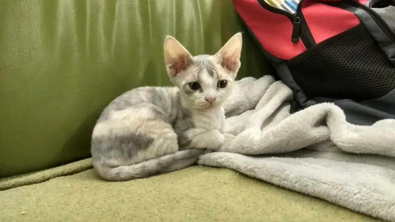 Mały kotek rasy Devon Rex o szaro-białym umaszczeniu siedzi na zielonej kanapie obok koca.